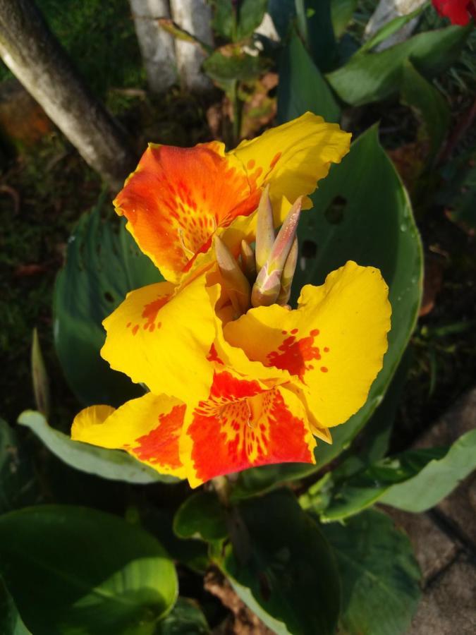 Quinta Los Volcanes Turrialba Eksteriør billede